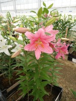 [5581 VH11 No01.JPG]